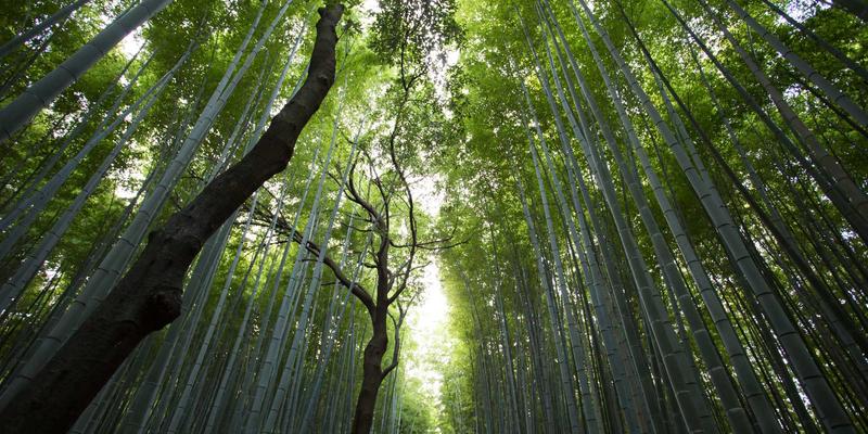 台湾小众兴趣聊天社群观察：从布袋戏迷到登山健行者的24小时网络聚落