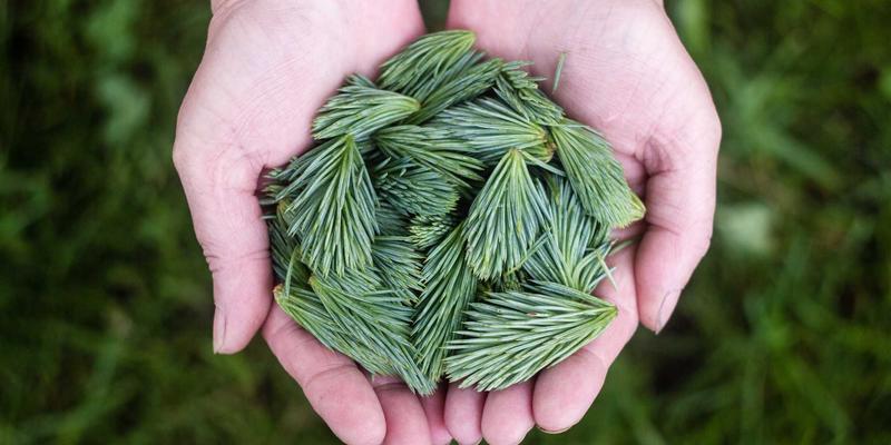 台湾聊天机器人如何在地化？克服语言文化差异打造优质免费聊天室体验